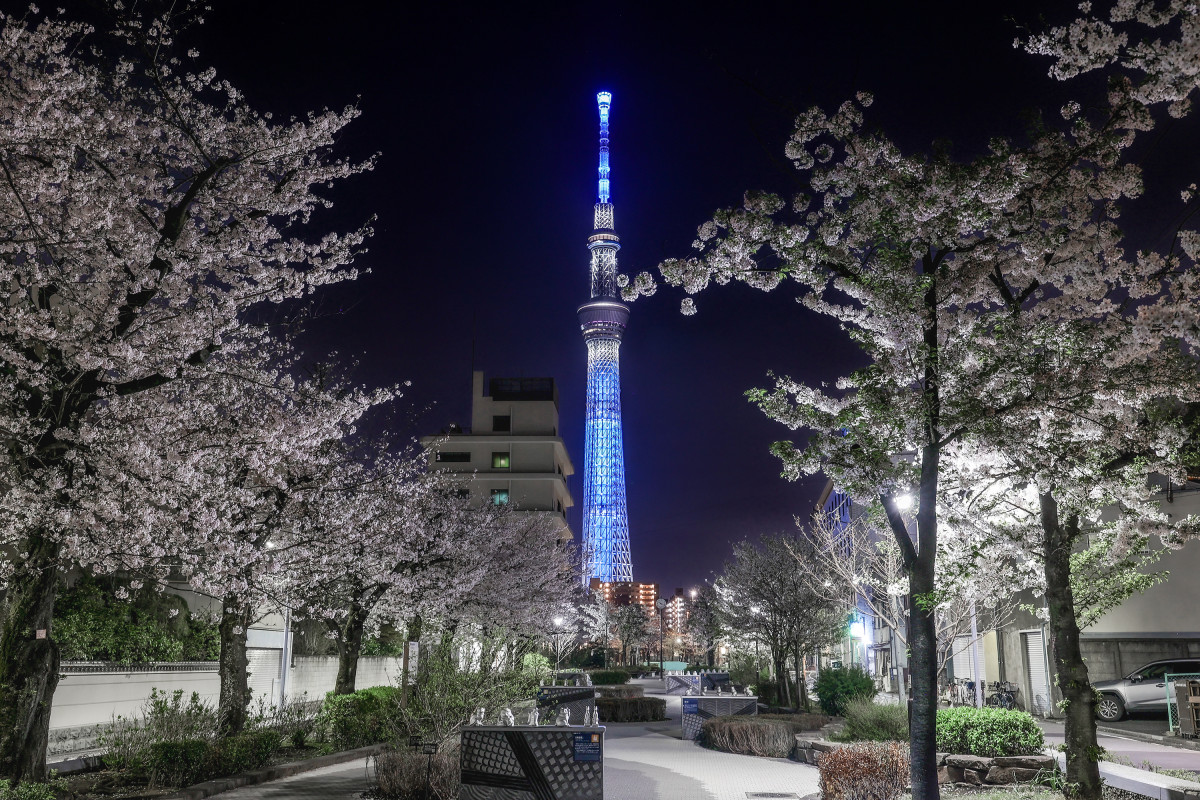 山谷堀公園_桜